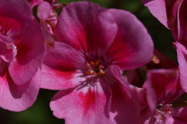 Güneşli yaz gününde bahçede yetişen güzel çiçekler. 