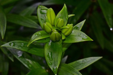 Koyu arkaplanda güzel çiçekler, yaz konsepti, yakın manzara  