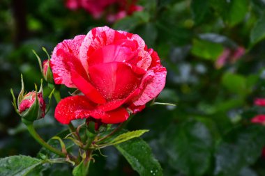Güneşli bir günde bahçede yetişen güzel bir gül çiçeği. 