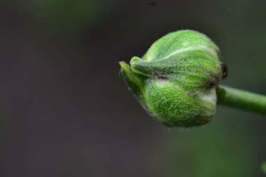 Güneşli bir günde bahçede büyüyen güzel çiçek. 