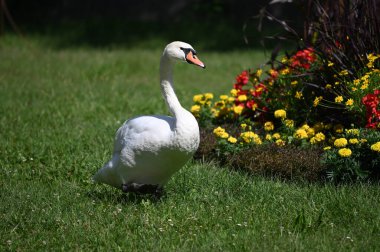 Yaz gününde güzel şirin bir kuğu 
