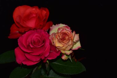 Koyu arkaplanda güzel güller, yaz konsepti, yakın manzara  