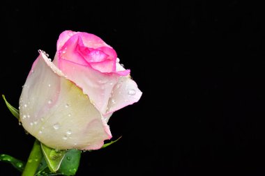 Koyu arkaplanda güzel bir gül, yaz konsepti, yakın görüş  