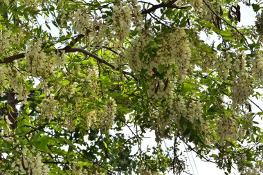 Çiçekli ve yeşil yapraklı ağaç dalları yaz güneşli bir günde bahçede büyüyor. 