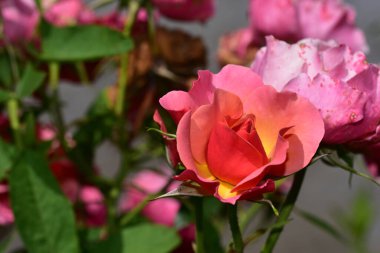 Güneşli yaz gününde bahçede büyüyen güzel güller. 