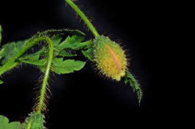 Bahçede yetişen yeşil bitkiler