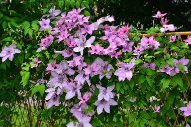 Güneşli yaz gününde bahçede yetişen güzel çiçekler. 