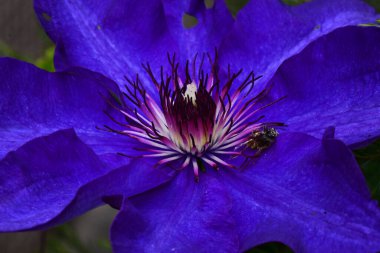 Güneşli yaz gününde bahçede büyüyen güzel Clematis. 