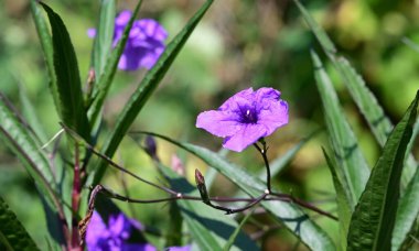 Güneşli yaz gününde bahçede yetişen güzel çiçekler. 