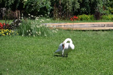 Yaz gününde güzel şirin bir kuğu 