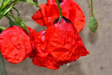 Güneşli yaz gününde bahçede yetişen güzel çiçekler. 
