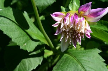 Güneşli bir günde bahçede yetişen güzel şakayık çiçekleri. 
