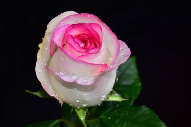 Koyu arkaplanda güzel bir gül, yaz konsepti, yakın görüş  