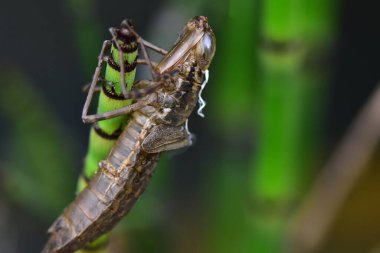 Güneşli yaz gününde bahçede büyüyen bir böcek. 