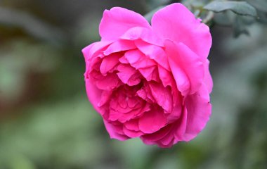 Güneşli bir günde bahçede yetişen güzel bir gül çiçeği. 