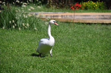 Yaz gününde güzel şirin bir kuğu 