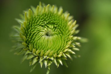 Güneşli bir günde bahçede büyüyen güzel çiçek. 