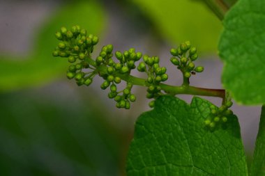 Bahçede yetişen yeşil bitkiler