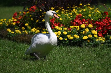 Yaz gününde güzel şirin bir kuğu 