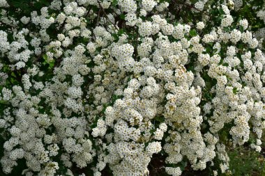 Güneşli yaz gününde bahçede yetişen güzel çiçekler. 