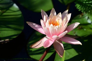 Güzel çiçek açan nilüfer çiçekleri yaz günü gölette büyür. 