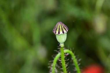 Güneşli bir günde bahçede büyüyen güzel çiçek. 