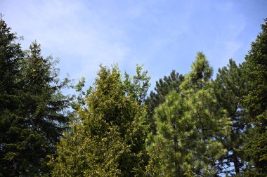 Mavi gökyüzü arka planında yeşil yaz ormanı manzarası 