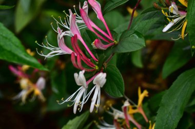 Güneşli yaz gününde bahçede yetişen güzel çiçekler. 