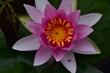 Güzel çiçek açan nilüfer çiçekleri yaz günü gölette büyür. 