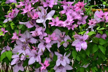 Güneşli yaz gününde bahçede yetişen güzel çiçekler. 