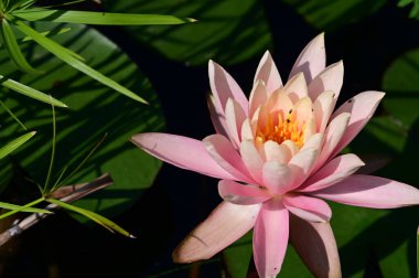 Güzel çiçek açan nilüfer çiçekleri yaz günü gölette büyür. 