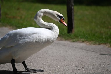 Yaz gününde güzel şirin bir kuğu 