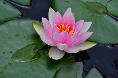 Güzel çiçek açan nilüfer çiçekleri yaz günü gölette büyür. 