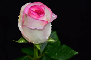 Koyu arkaplanda güzel bir gül, yaz konsepti, yakın görüş  