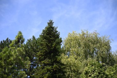 Mavi gökyüzü arka planında yeşil yaz ormanı manzarası 