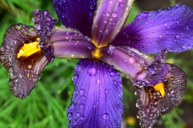 Güneşli yaz gününde bahçede yetişen güzel çiçekler. 