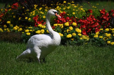 Yaz gününde güzel şirin bir kuğu 