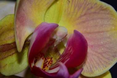 Koyu arkaplanda güzel bir orkide çiçeği, yaz konsepti, yakın görüş  