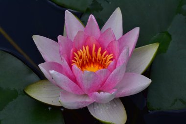 Güzel çiçek açan nilüfer çiçekleri yaz günü gölette büyür. 