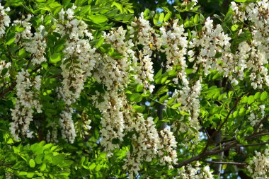 Güneşli yaz gününde bahçede yetişen güzel çiçekler. 