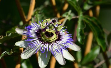 Güneşli bir günde bahçede büyüyen güzel çiçek. 