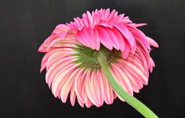 Karanlık arka planda güzel Gerbera çiçeği, yaz konsepti, yakın görüş  