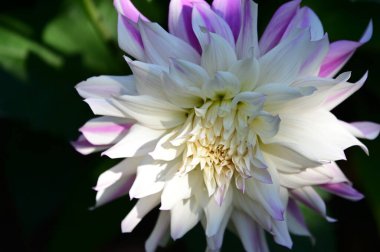 Güneşli bir günde bahçede yetişen güzel şakayık çiçekleri. 