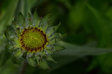 Güneşli bir günde bahçede büyüyen güzel çiçek. 