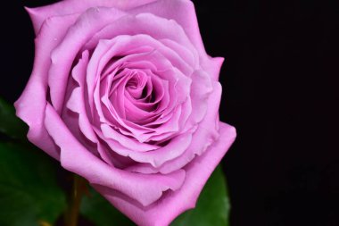 Koyu arkaplanda güzel bir gül, yaz konsepti, yakın görüş  