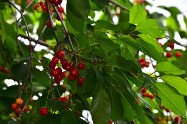 Olgun yeşil meyveli kiraz ağacı, yakın plan, bahar konsepti.  