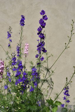 Güneşli yaz gününde bahçede yetişen güzel çiçekler. 