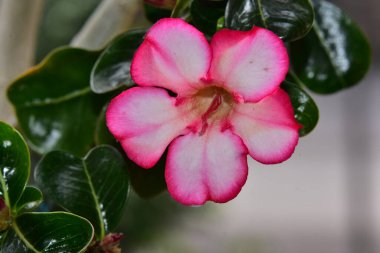 Güneşli bir günde bahçede büyüyen güzel çiçek. 