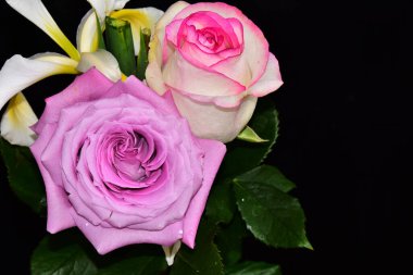 Koyu arkaplanda güzel çiçekler, yaz konsepti, yakın manzara  