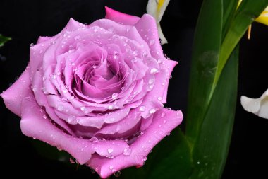 Koyu arkaplanda güzel bir gül, yaz konsepti, yakın görüş  